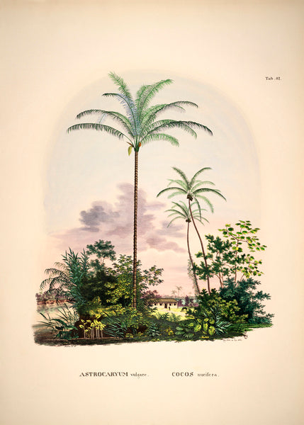 Astrocaryum Palm | 70 x 100 cm