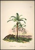 Attalea Palm | 70 x 100 cm