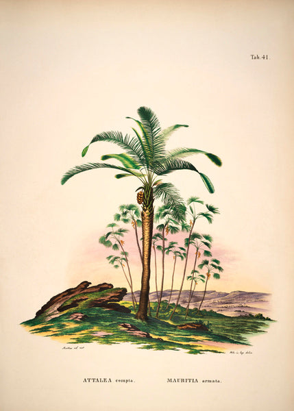 Attalea Palm | 70 x 100 cm