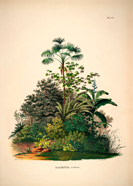 Mauritia Palm | 112 x 158 cm