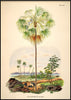 Livistona Palm 2 | 70 x 100 cm