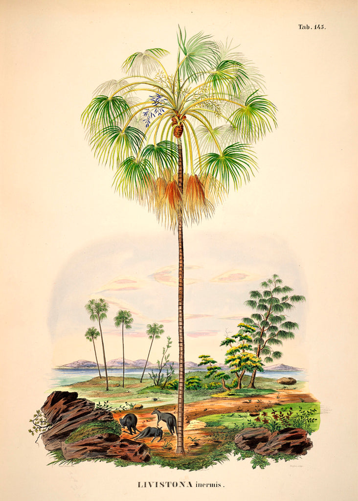 Livistona Palm 2 | 70 x 100 cm