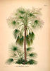 Livistona Palm 1 | 70 x 100 cm