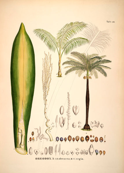 Palm Study - Oreodoxa | 70 x 100 cm