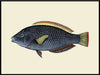 Blue fish | 50 x 70 cm