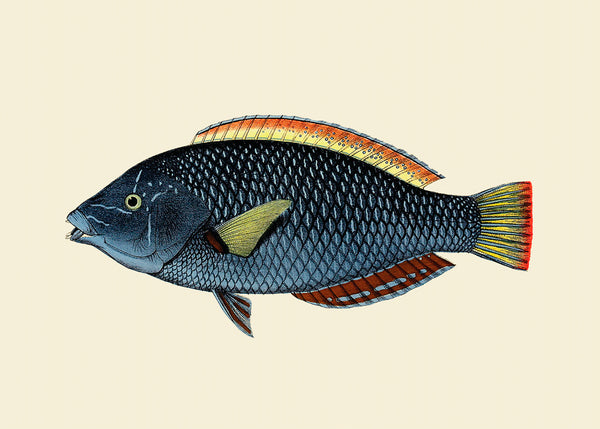 Blue fish | 50 x 70 cm