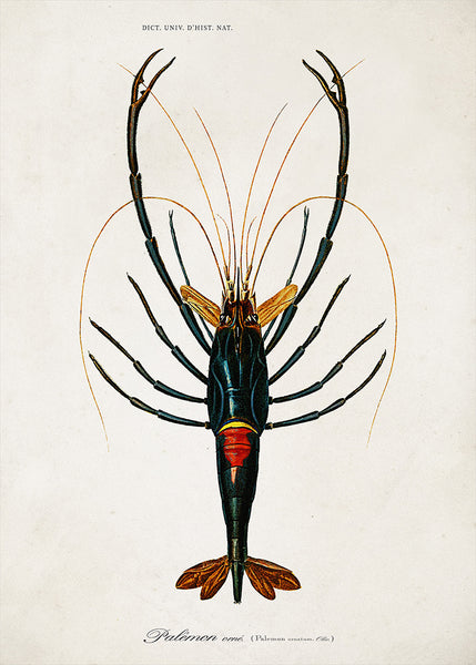 Crayfish | 70 x 100 cm