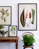 Palm Study - Diplothemium | 70 x 100 cm